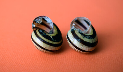 Two striped snails on an orange background.