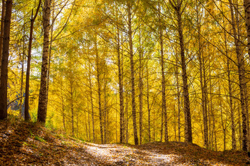 Autumn landscape. Beautiful birch trees. Walk in the birch forest. Natural background. Place to insert text.