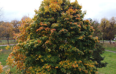 Top view of autumn park with yellow trees and green grass