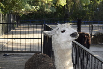 Llama at the zoo behind a metal fence.