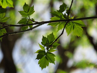 green leaves on a sunny day