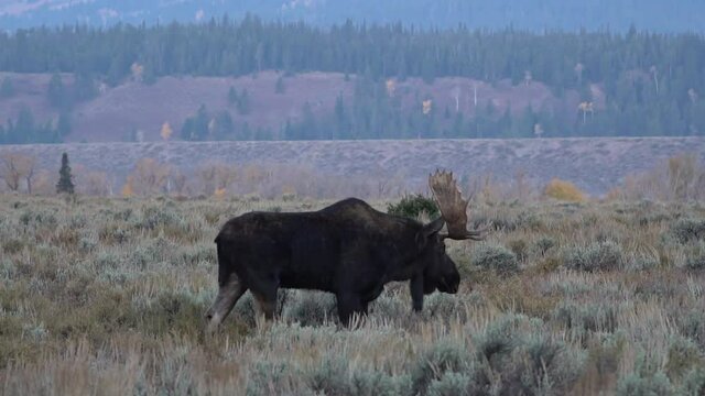 Bull moose walking through field after battle with one antler during the rut in Wyoming.