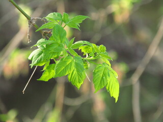 leaves of a tree