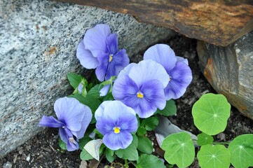 Purple Beauty Among the Rubble