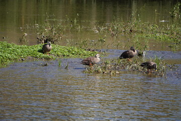 京都鴨川のカモ