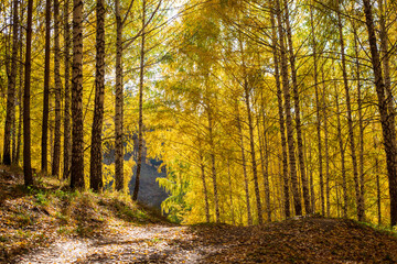 Autumn landscape. Beautiful birch trees. Walk in the birch forest. Natural background. Place to insert text.