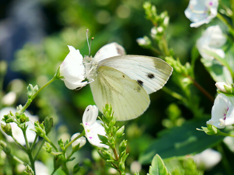 White butterfly. Autumn in garden. 