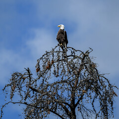 american bald eagle