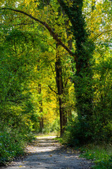 path in the forest