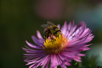 Biene auf rosa blühender Aster im Herbst
