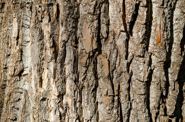 bark of a tree