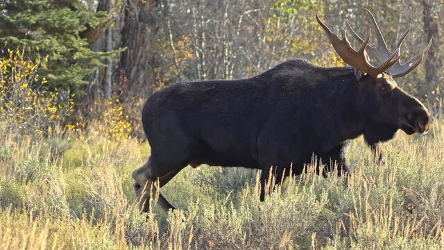 Bull Moose moving fast through the brush during Fall in the Wyoming wilderness.