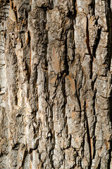 bark of a tree