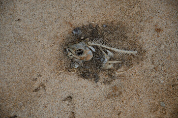 crab on the beach, fish skeleton