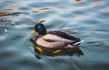 duck in the water