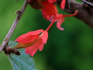 Flowers of one variety of  Grewia  tiliifolia tree in the Malvaceae family