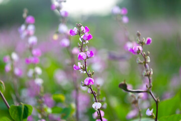 Purple color hyacinth bean vegetable flowering in the garden.
