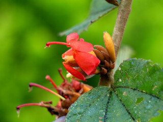Flowers of one variety of  Grewia  tiliifolia tree in the Malvaceae family