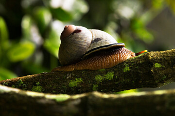 
Lanka Snail 