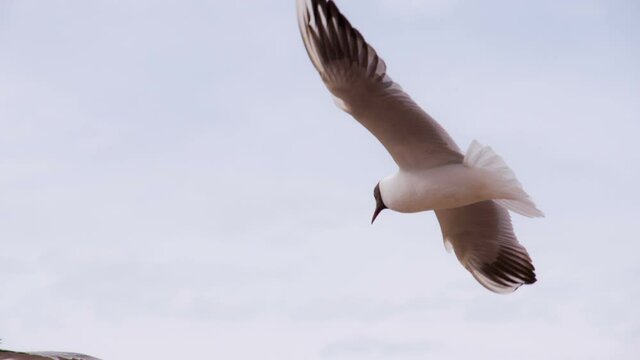Sea Birds in the Cloudy Sky. Seagull soars slowly using headwind against the backdrop of a cloudy sky. Slow Motion. Shooting at a speed of 120 fps