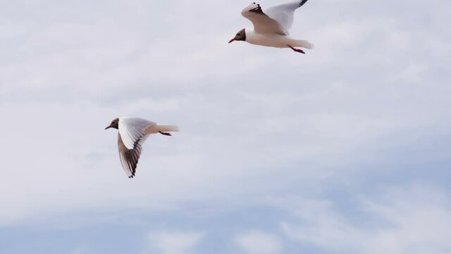 Gulls in the Summer Sky. Seagull soars slowly using headwind against the backdrop of a cloudy sky. Slow Motion. Shooting at a speed of 120 fps