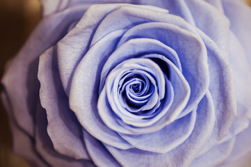 Fototapeta premium Close up sur une rose - Arrière plan floral romantique