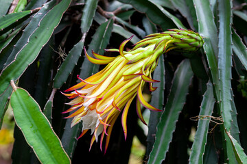 Dragon fruit (Hylocereus Undatus) is flowering. This cactus type flower blooming at night and...