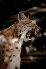 lynx yawning