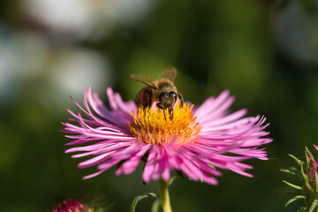 Biene auf rosa blühender Aster im Herbst