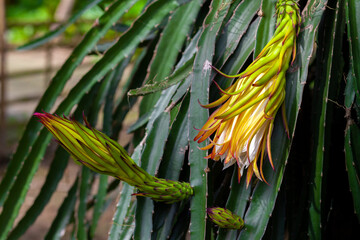 Dragon fruit (Hylocereus Undatus) is flowering. This cactus type flower blooming at night and...