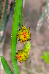 An unripe Dragon fruit bud hanging on a tree.