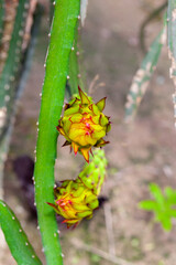 An unripe Dragon fruit bud hanging on a tree.