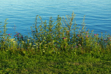 Obraz na płótnie Canvas beautiful,natural, colorful,bright flowers and plants on the shore,Islands on the background of a blue pond,river,lake,sea in summer 