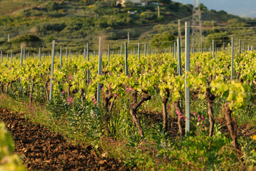 Spring vineyard before sunset, vertical orientation, selective focus