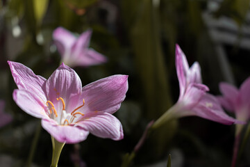 Selective focus shot of purple lily flowers under the sunlight