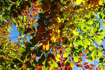 autumn leaves background