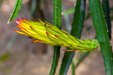 Dragon fruit (Hylocereus Undatus) is flowering. This cactus type flower blooming at night and...