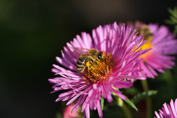Obraz premium Biene auf rosa blühender Aster im Herbst