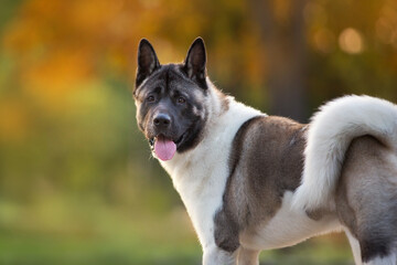 german shepherd dog