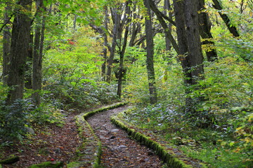 森の散歩道
