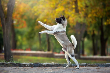 American akita dog  play fun in fall park