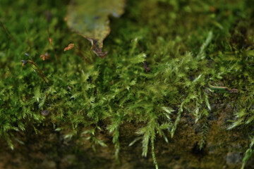 moss on a tree
