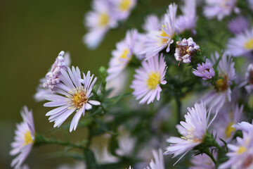close-up lilac New Austrian aster in the autumn garden
