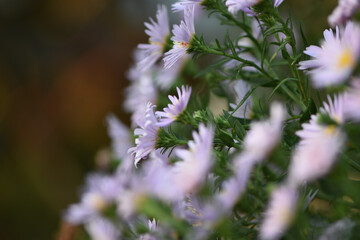 flowers in the garden