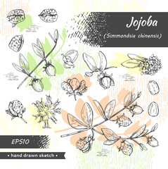 Collection of Jojoba branches with fruits and flowers, leaves. Fruit jojoba in a peel and without . Detailed hand-drawn sketches, vector botanical illustration. - obrazy, fototapety, plakaty
