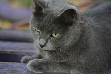 gray cat on a background of autumn