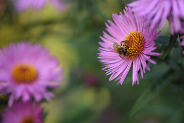 bee on a flower