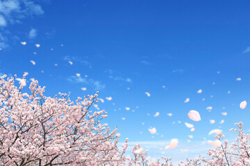 桜の花吹雪と春の青空と雲 © azure