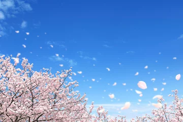 Fotobehang 桜の花吹雪と春の青空と雲 © azure