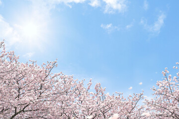 桜の花吹雪と春の青空と雲